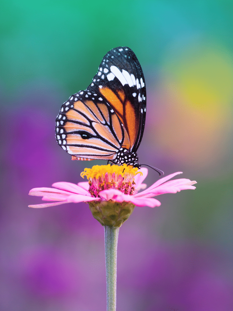 Butterfly Pollinating a Flower