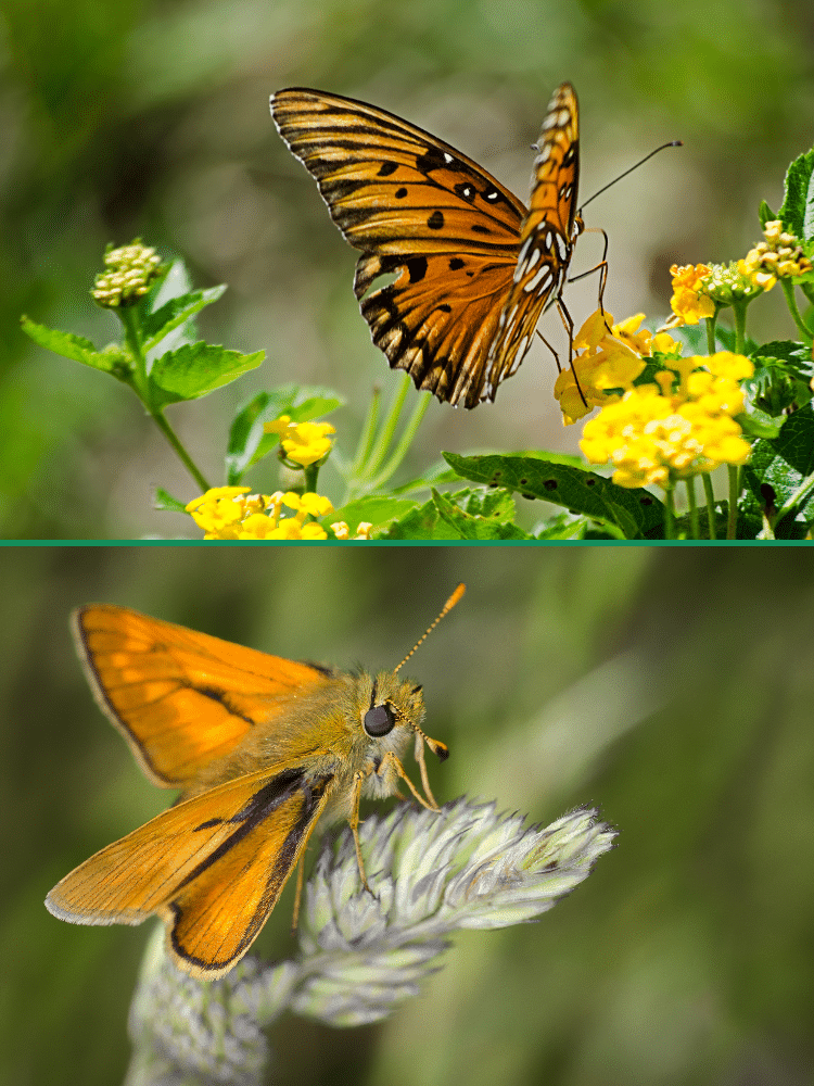 Butterfly vs Moth