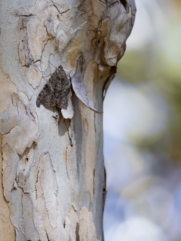 Brown Moth on Bark Camouflaged