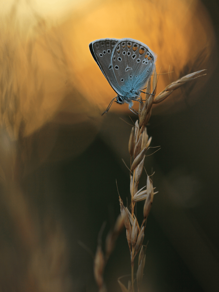 Blue Spotted Butterfly on a Piece of Straw