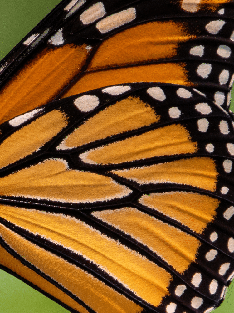 Close Up of an Orange Butterfly Wing