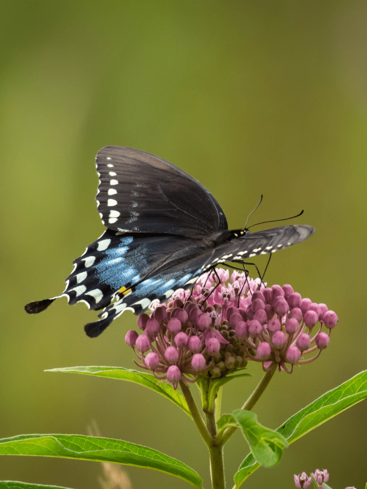 Female Eastern Black Swallowtail Butterfly
