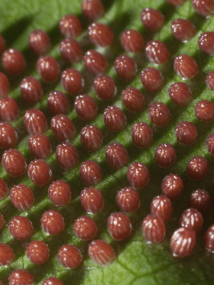 Rows of Butterfly Eggs on a Leaf