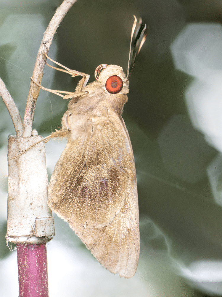 Fuzzy Moth Body