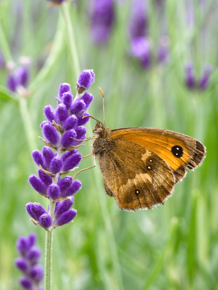 Brown Gatekeeper Butterfly on Lavender