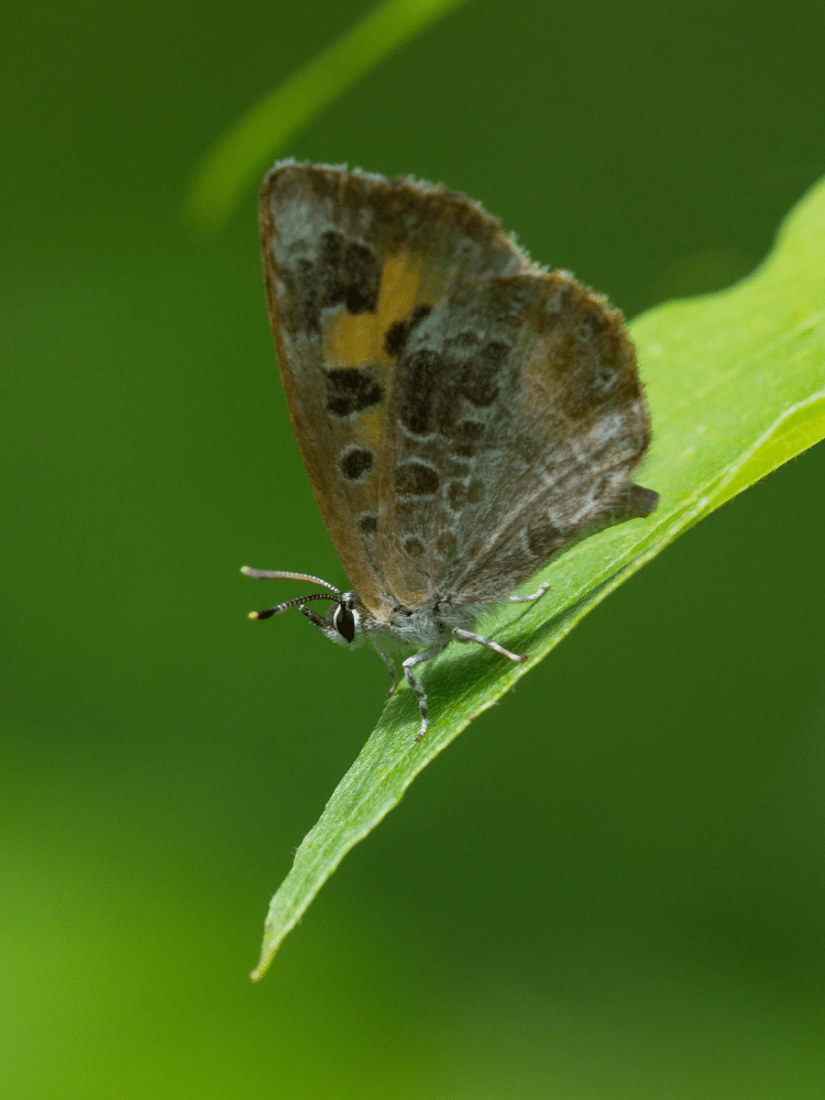 Brown Harvester Butterfly on a Leaf