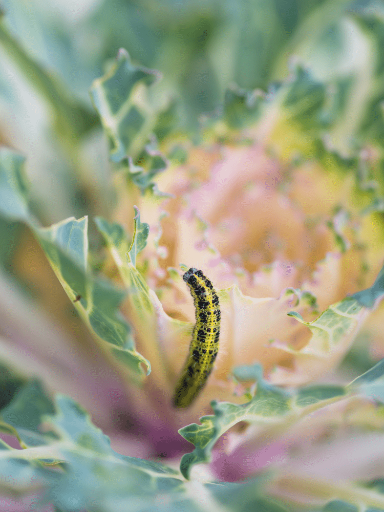 Caterpillar Eating Kale