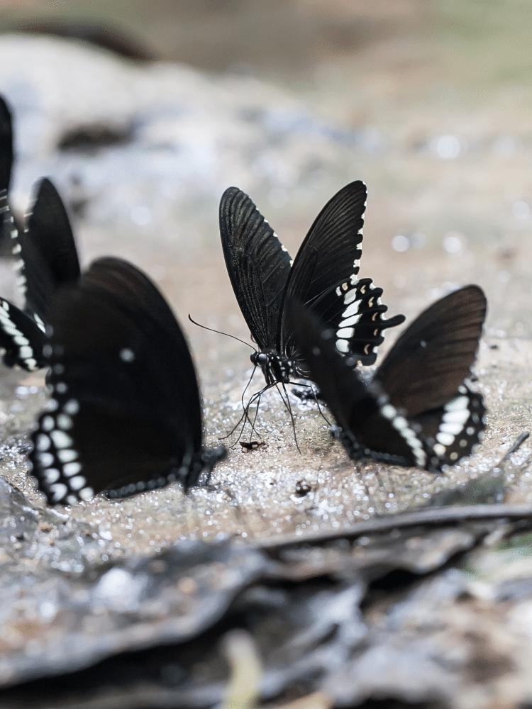 Ground of Black Butterflies