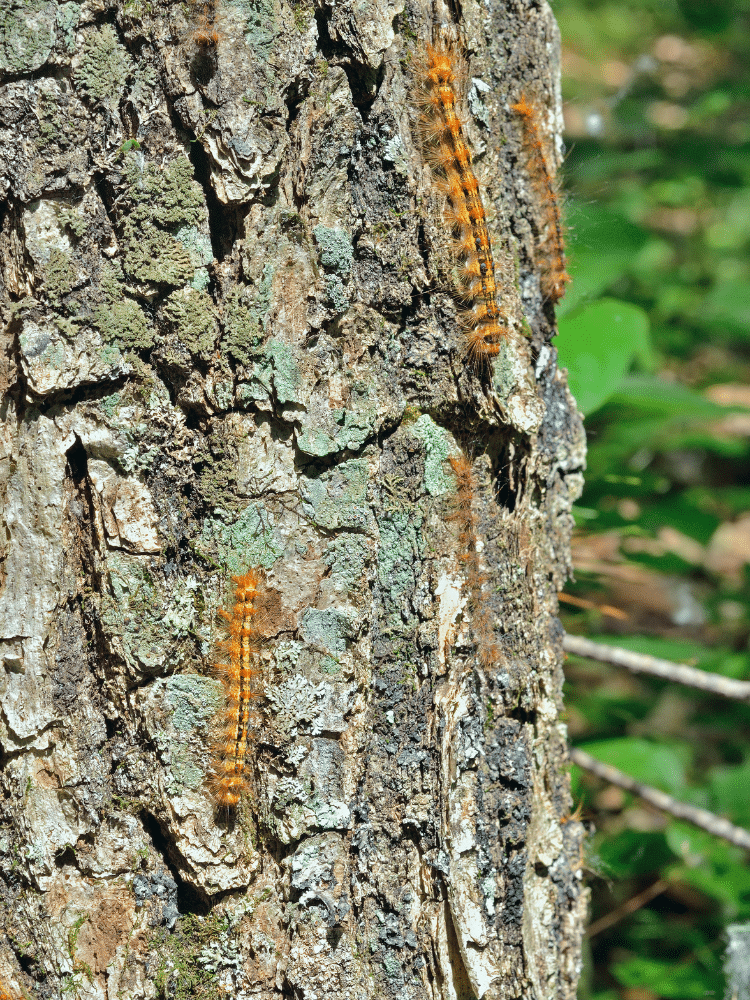 Caterpillars on a Tree Trunk