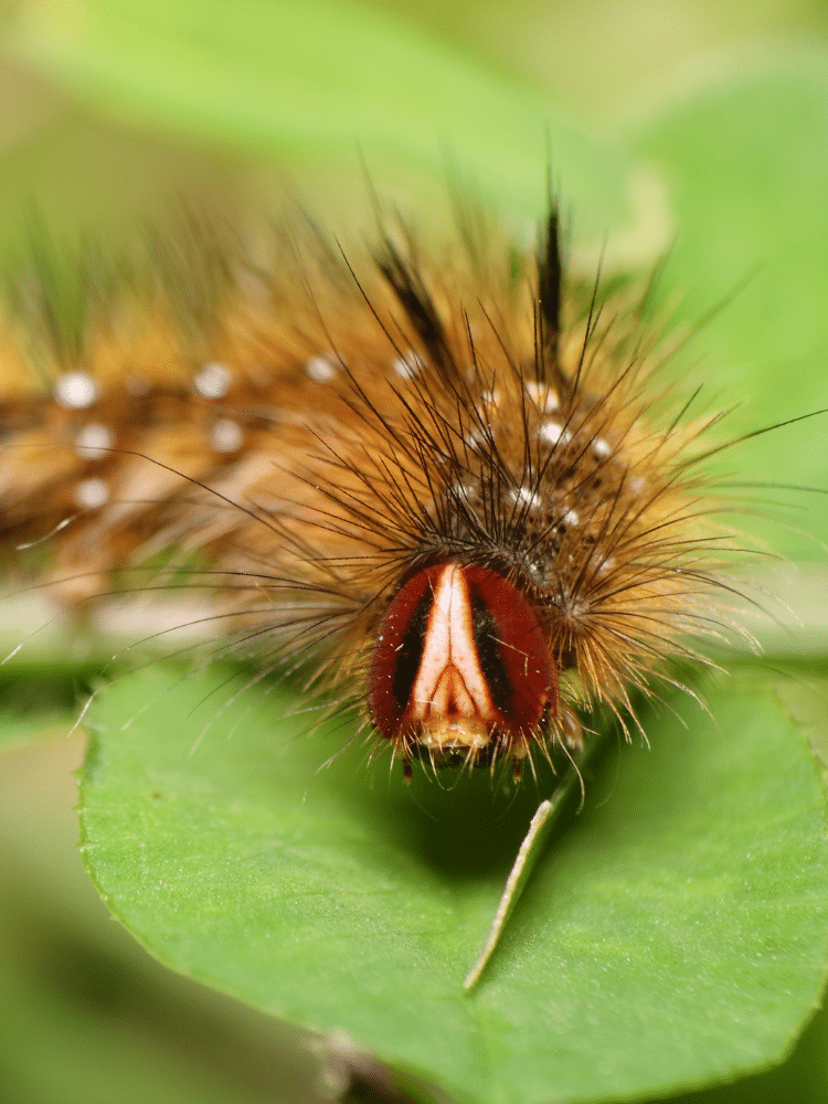 Painted Lady Caterpillar Face Up Close