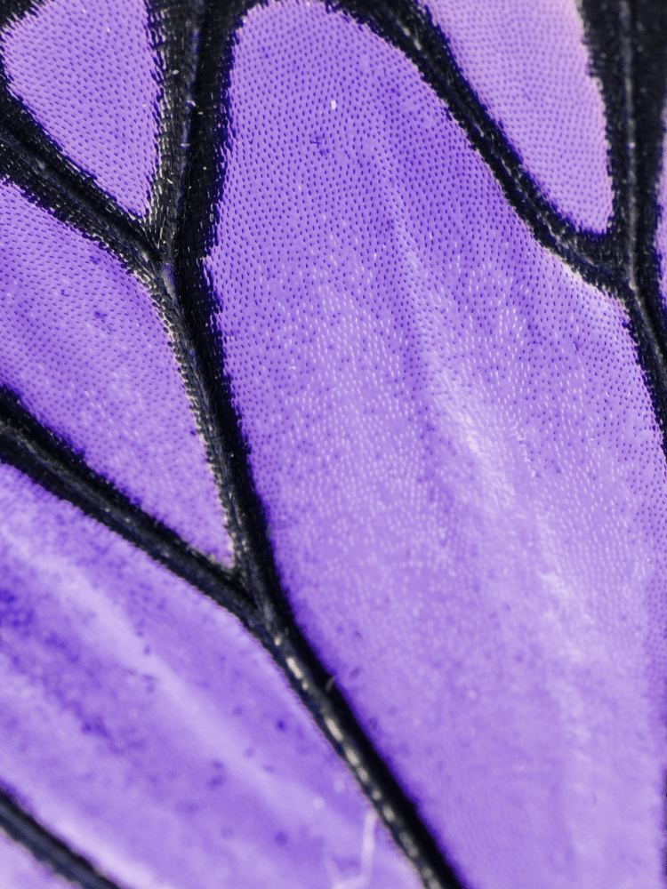 Purple Scaled Butterfly Wings