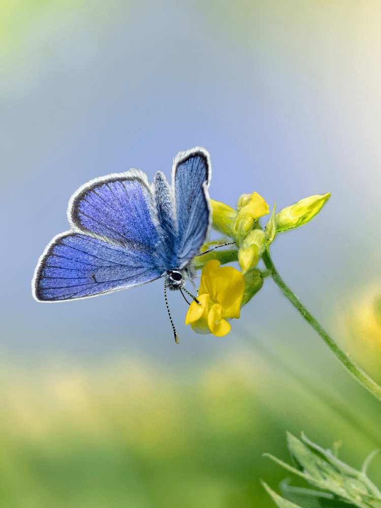 Blue Butterfly on a Yellow Flower