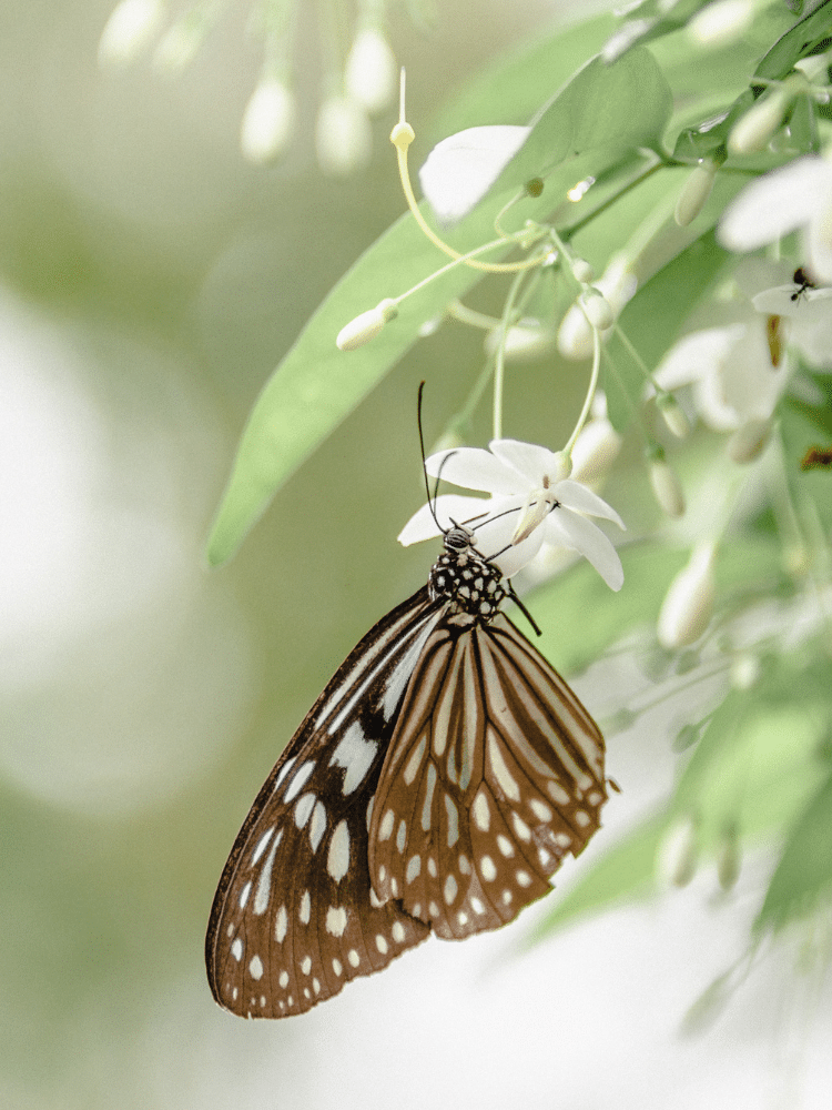 Brown Butterfly Pollinating a White Flower