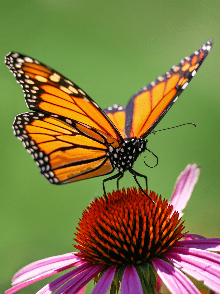 Orange Butterfly on a Coneflower