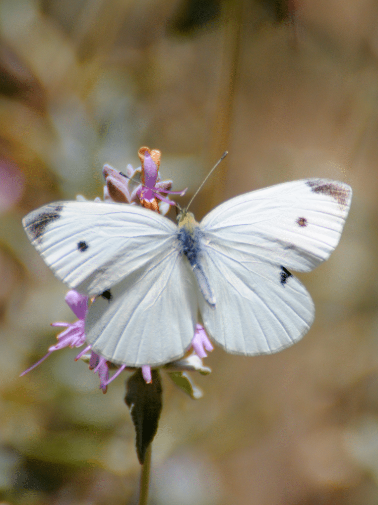 White Butterfly on a Purple Flower